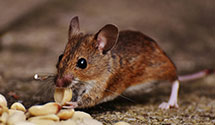 24 Hour & Emergency Exterminators in Navelencia, CA